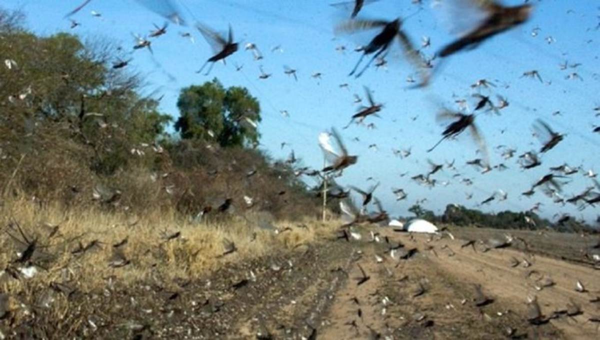 Avances en la Lucha contra las Nubes de Langosta – Argentina